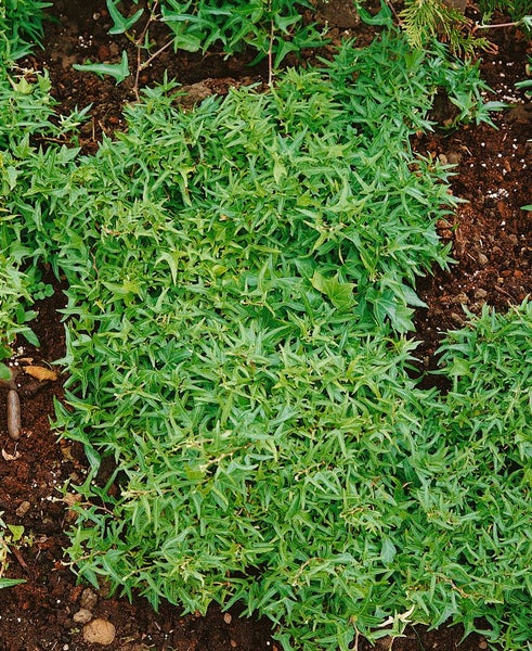 Efeu-Bodendecker im Gartenbeet.