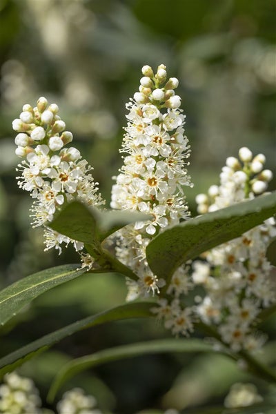 Prunus laurocerasus 'Piranha', Kirschlorbeer, immergrün, 25–30 cm