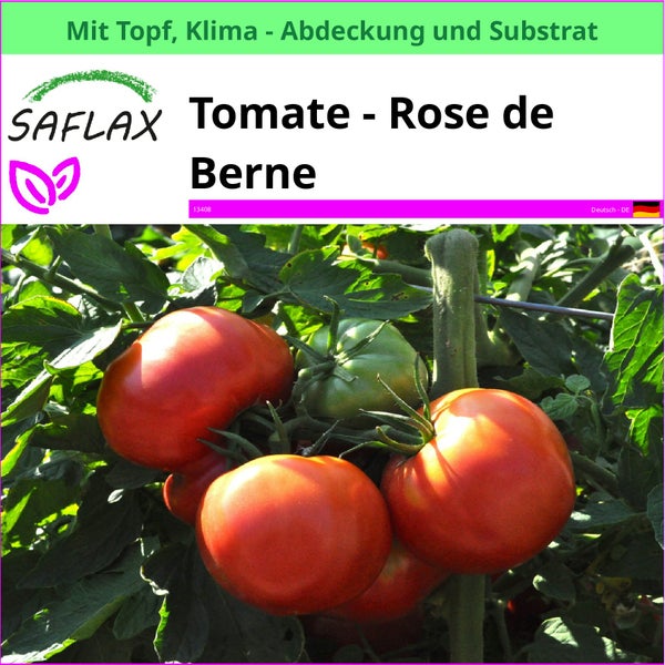 Tomate Rose de Berne im Topf mit Klimaabdeckung und Substrat