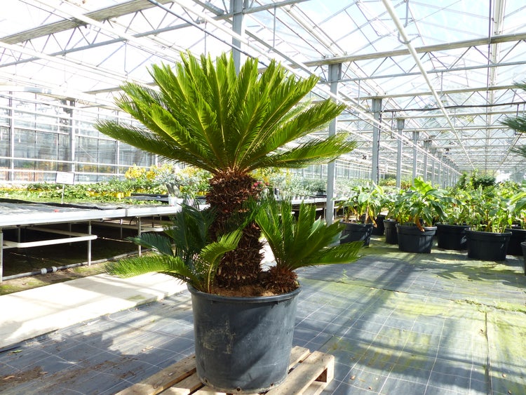 Pflanze Palmfarn im Topf auf einer Palette in einem Gewächshaus.