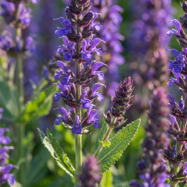 Ziersalbei mit violetten Blütenständen und grünen Blättern.
