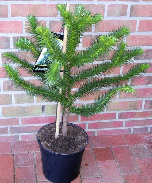 Araucaria araucana, Affenbaum, Andentanne, Höhe inkl. Topf: 80-90 cm