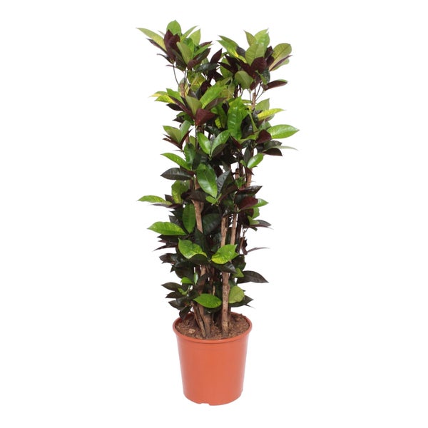 Buntblatt Iceton – 140 cm – ø27