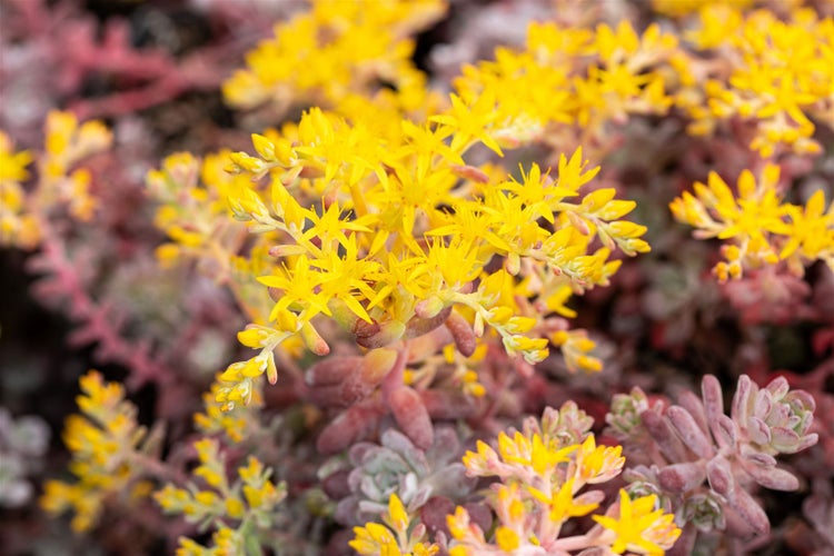 Sedum spathulifolium 'Purpureum', Purpur-Fetthenne, ca. 9x9 cm Topf