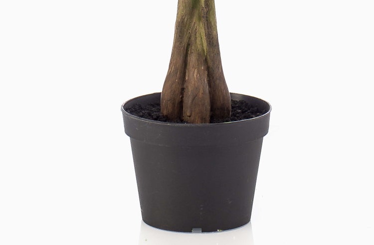 Kunstbaum Pachira ALEC, Kunststämme, 90cm - Deko Kunstpflanze