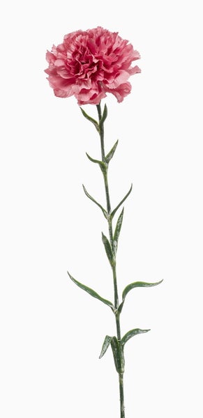 Nahaufnahme eines grünen Pflanzenstiels mit schmalen, spitzen Blättern.