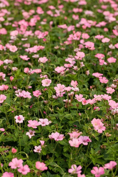 Nahaufnahme eines Feldes mit rosa Storchschnabelblüten