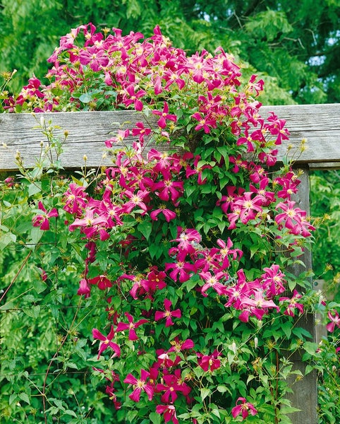 Clematis viticella 'Madame Julia Correvon', dunkelrot, 40–60 cm
