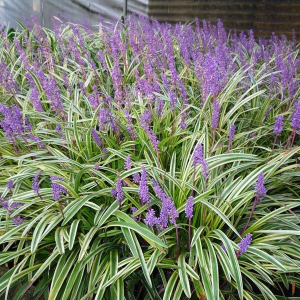 Lilientraube mit gestreiften Blättern und lila Blüten