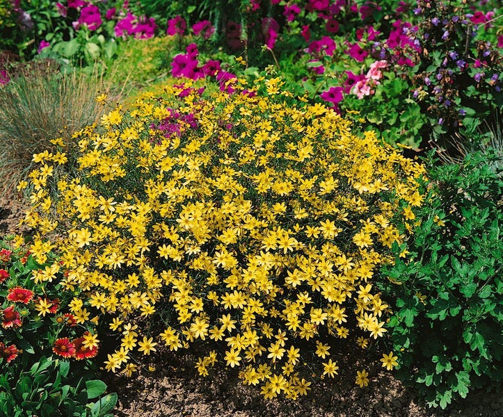 Coreopsis verticillata 'Moonbeam', Mädchenauge, hellgelb, ca. 9x9 cm Topf