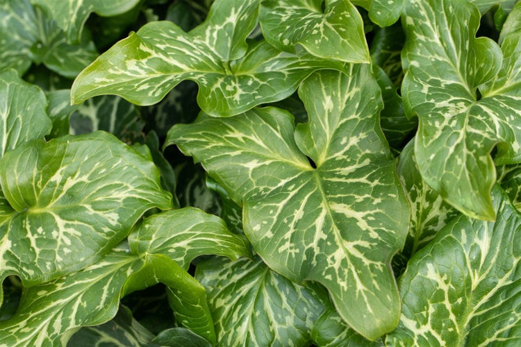 Arum italicum 'Pictum', Italienischer Aronstab, ca. 9x9 cm Topf