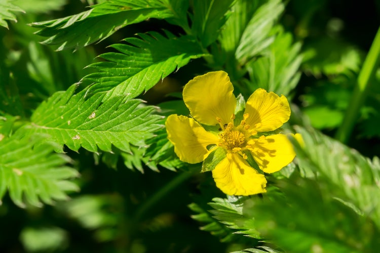 SAFLAX  - Gänsefingerkraut - Potentilla anserina - 20 Samen