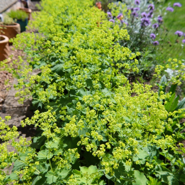 Bloomique - 3er Set - Alchemilla Mollis - Frauenmantel - Gartenpflanzen - Winterhart - Höhe 10-20cm - Topf 9x9cm