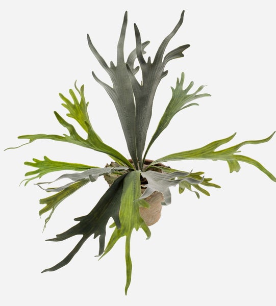 Geweihfarn Platycerium bifurcatum im Tontopf mit charakteristischen geweihartigen grünen Blättern.