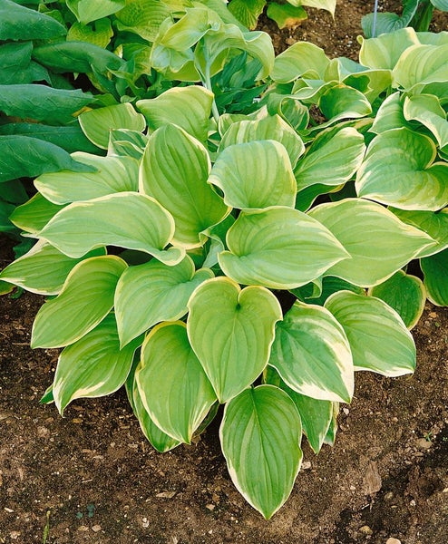 Hosta plantaginea 'Fragrant Bouquet', Duftende Funkie, ca. 11x11 cm Topf