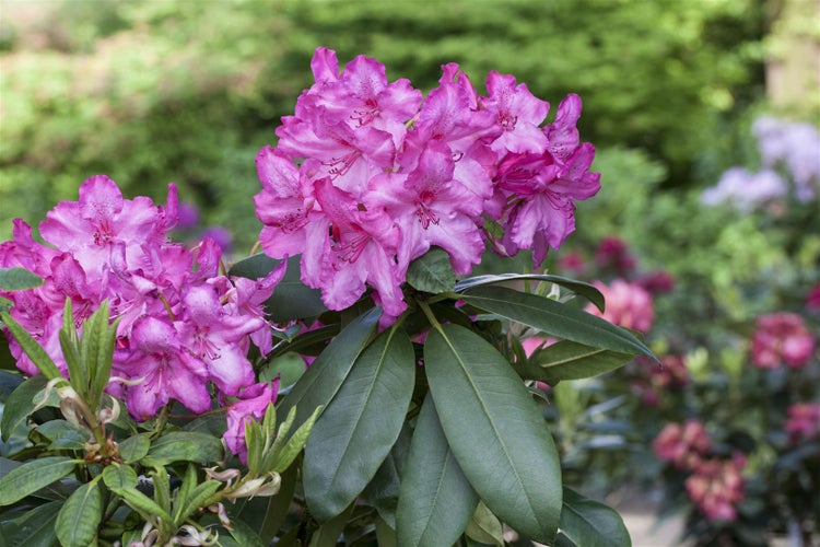 Rhododendron Hybr. 'Walküre', rosa Blüten, 40–50 cm