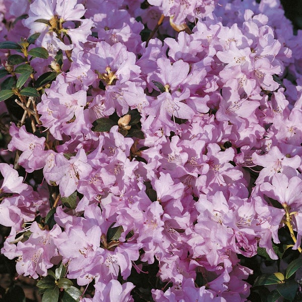 Nahaufnahme eines Rhododendronstrauchs mit Blüten