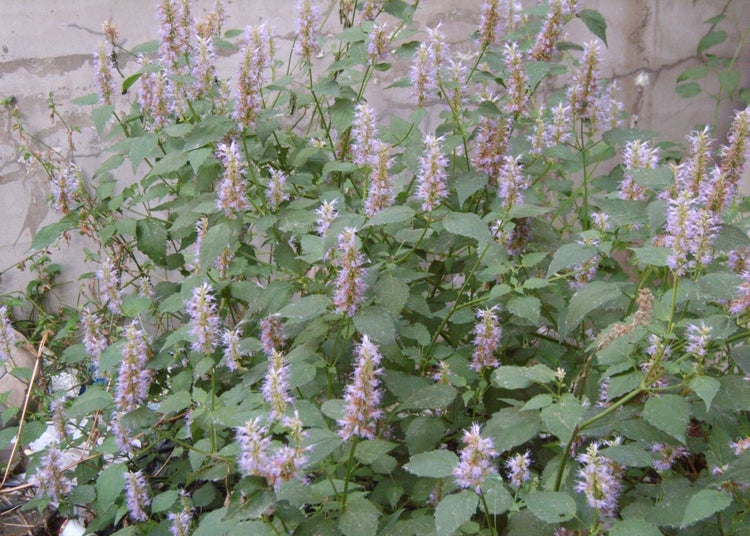 SAFLAX Garden to go - Koreanische Minze - Agastache rugosa - 1200 Samen - Mit Topf, Klima - Deckel und Anzuchtsubstrat