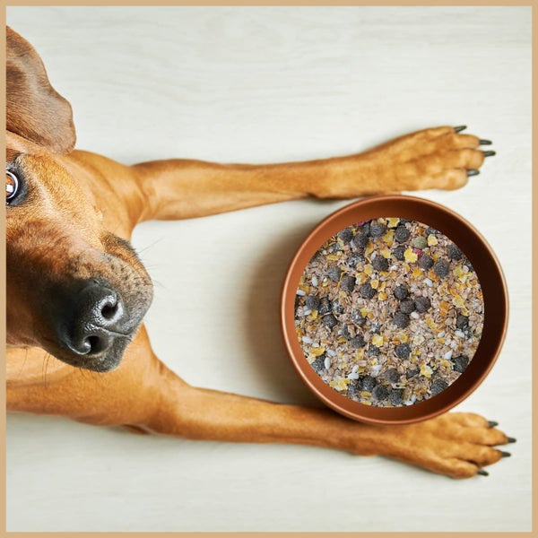 Hund liegt neben einer Schale mit Hundefutter