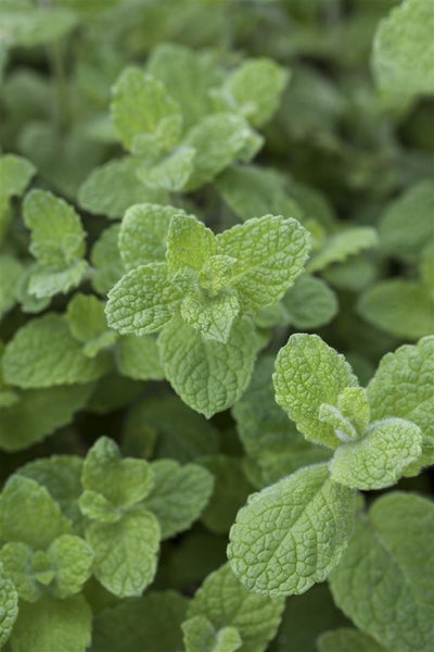 Mentha x rotundifolia, Apfelminze, aromatisch, ca. 9x9 cm Topf