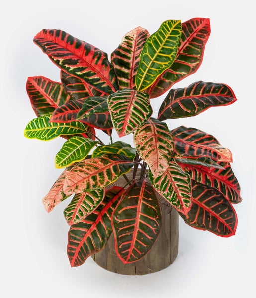 Zimmerpflanze Kroton Codiaeum variegatum mit bunt gemusterten Blättern in einem Topf in Holzoptik.