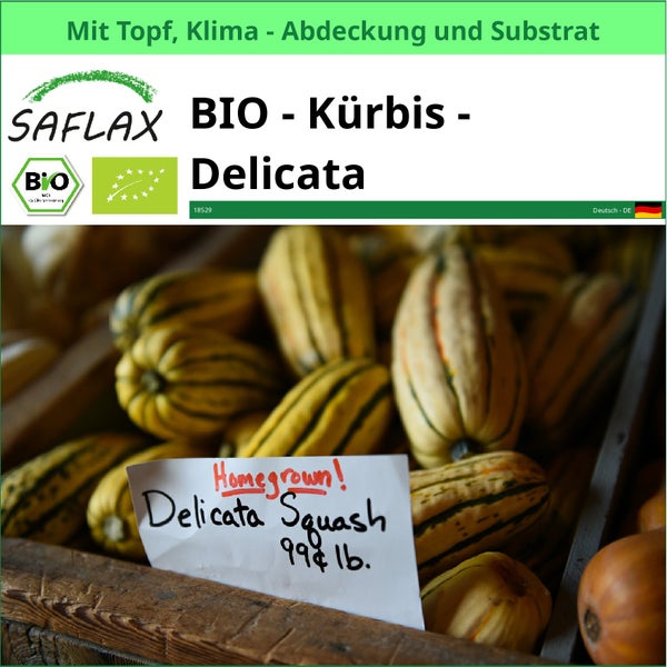 SAFLAX Garden to go - BIO - Kürbis - Delicata - Cucurbita pepo - 6 Samen - Mit Topf, Klima - Deckel und Anzuchtsubstrat