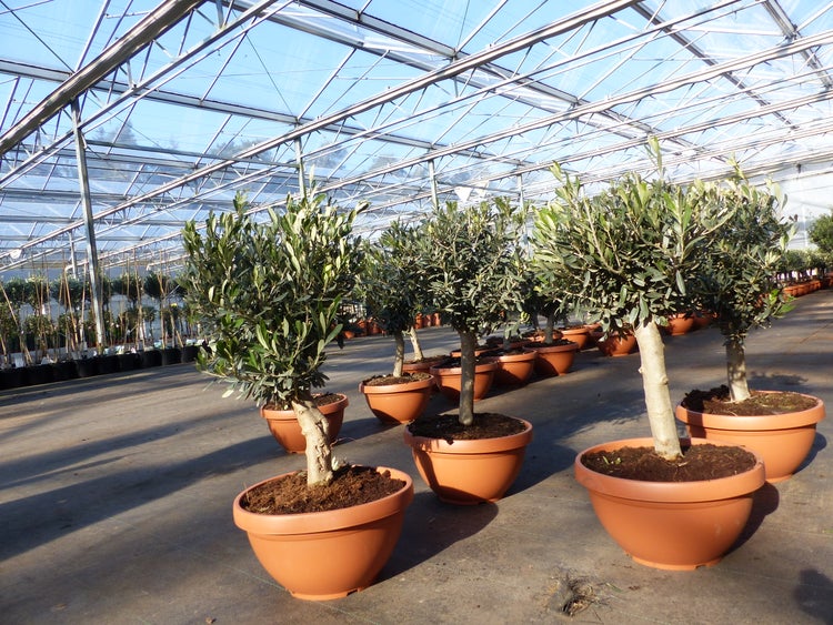 Olivenbaum Bonsai 70 - 90 cm Formgehölz, Olive winterhart, Olea europaea