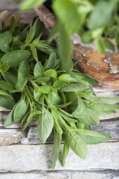 Frischer Oregano auf Steinoberfläche