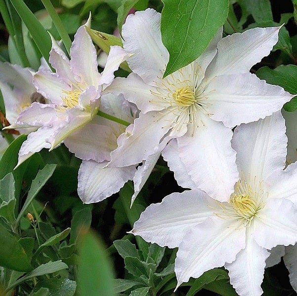 Nahaufnahme von weißen Waldrebenblüten mit grünen Blättern