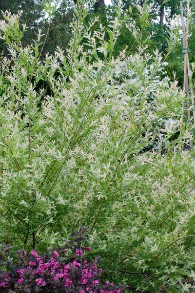 Salix integra 'Flamingo', Harlekinweide, rosa-weiß, 125 cm Stammhöhe