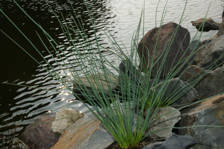 Juncus inflexus, Blaugrüner Binse, ca. 9x9 cm Topf