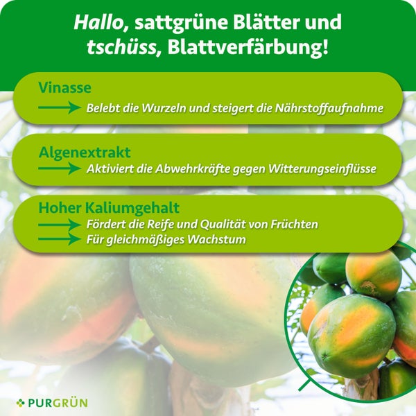 Purgrün Papaya Dünger Konzentrat 1 Liter für gesundes Pflanzenwachstum mit Dosierkappe für bis zu 100 Liter Gießwasser.