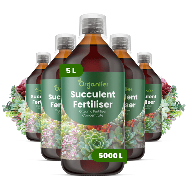 Fünf Flaschen Organifer Sukkulentendünger, organisches Konzentrat, 5 Liter für circa 5000 Liter, inklusive Messbecher.