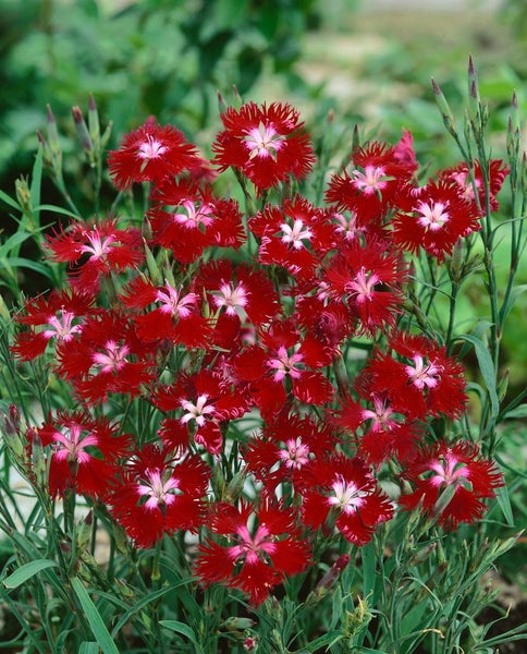 Dianthus superbus, Pracht-Nelke, rosa Blüten, ca. 9x9 cm Topf