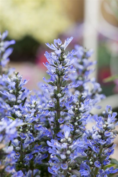 Ajuga reptans, Günsel, ca. 9x9 cm Topf, bodendeckend
