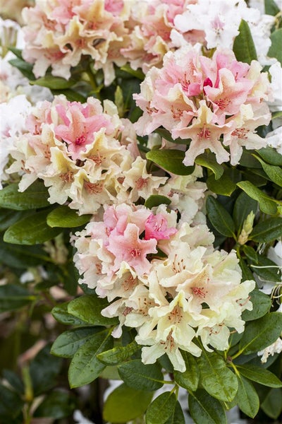 Rhododendron yak. 'Percy Wiseman', rosa-weiß, 25–30 cm