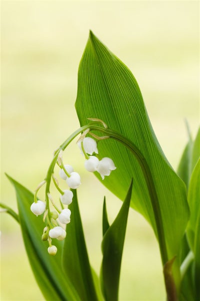 Convallaria majalis, Maiglöckchen, weiß, ca. 9x9 cm Topf
