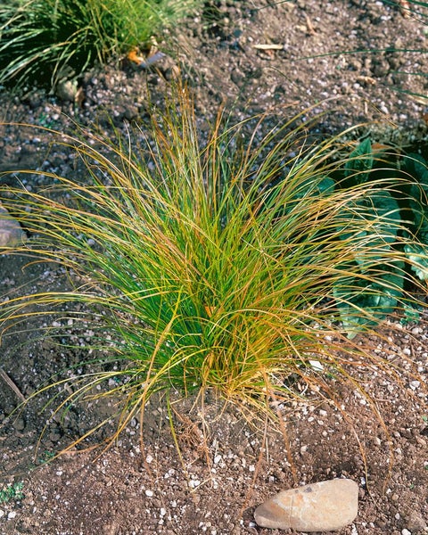 Büschel von Ziergras im Gartenbeet