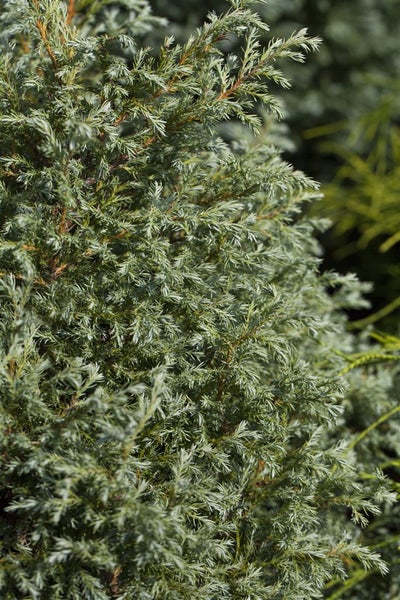 Chamaecyparis pisifera 'Baby Blue', Scheinzypresse, blaugrün, ca. 13 cm Topf