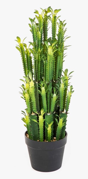 Euphorbia trigona Afrikanischer Milchbaum im schwarzen Kunststofftopf