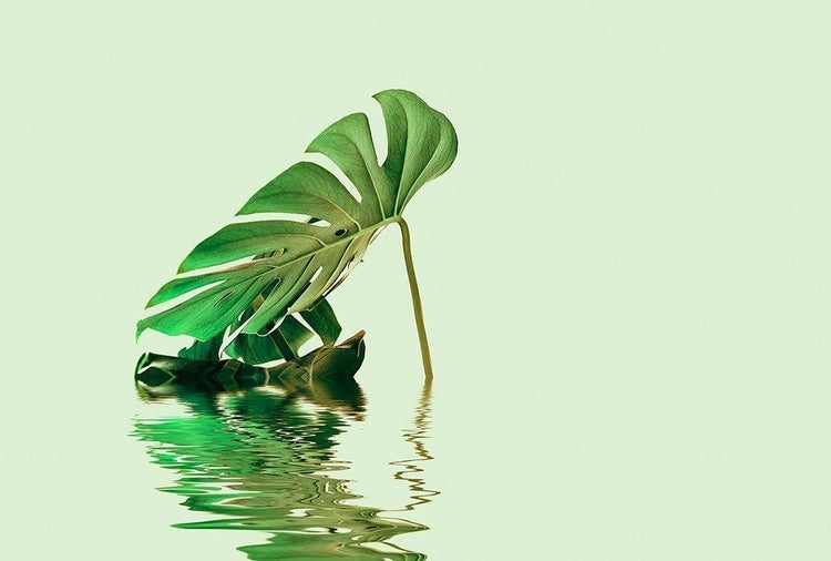 Grünes Monstera deliciosa Blatt mit Wasserspiegelung und charakteristischen Blattlöchern.