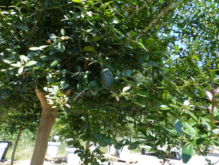 Australische Fingerzitrone mit länglicher Frucht und kleinen grünen Blättern an dornigen Zweigen.
