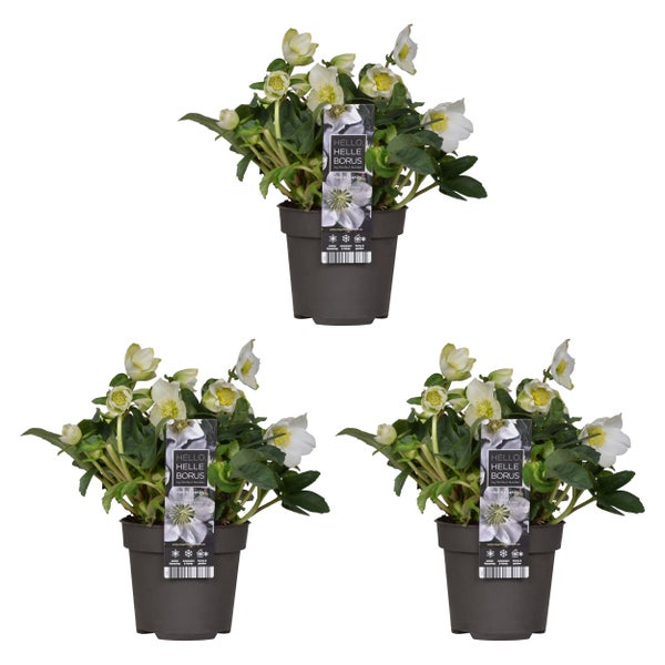 3x Helleborus 'Christmas Carol' - Winterblüher - Pflegeleicht - ⌀12 cm - ↕20 cm