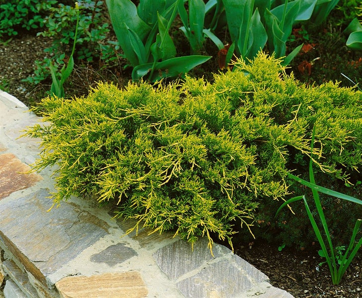 Gelber Kriechwacholder im Gartenbeet