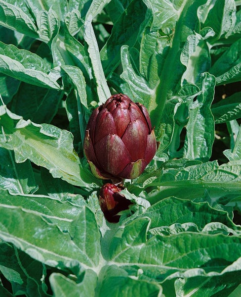 Cynara scolymus, Artischocke, ca. 11x11 cm Topf