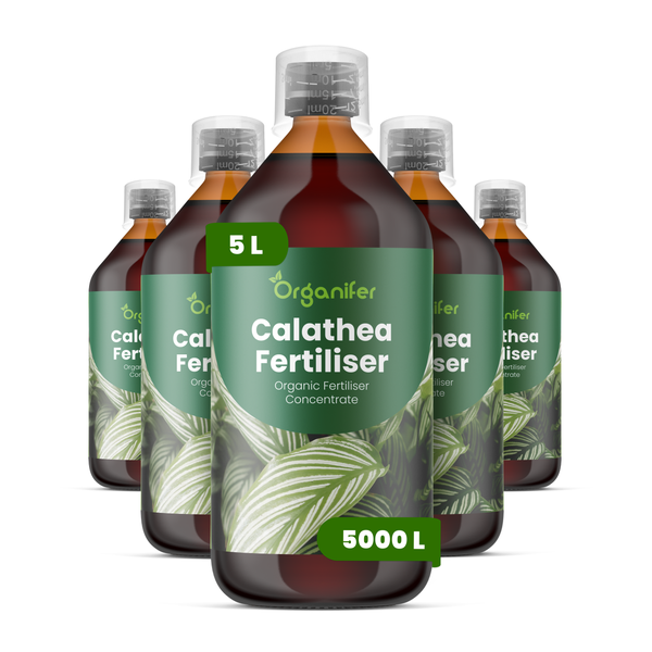 Organifer Calathea Dünger, organisches Düngerkonzentrat, fünf Flaschen zu je ein Liter, insgesamt fünf Liter.