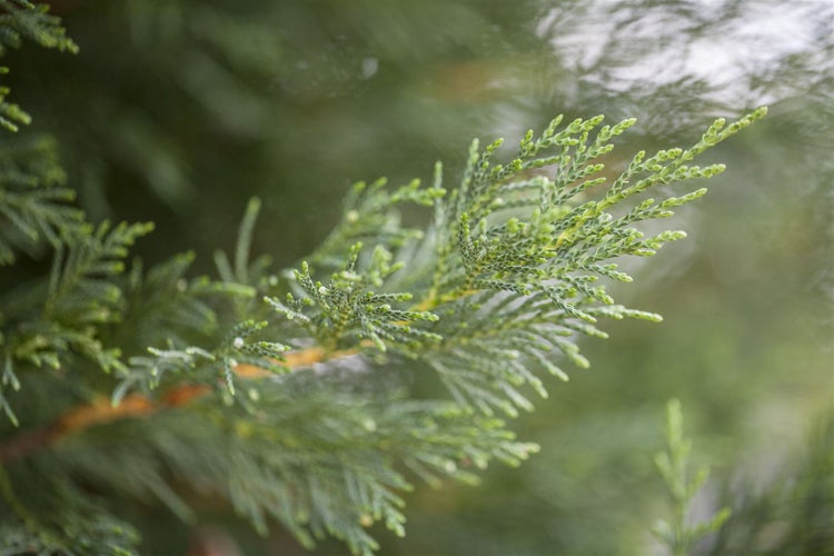 Cupressocyparis leylandii, Leyland-Zypresse, 40–60 cm
