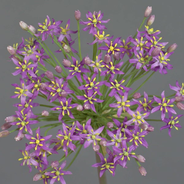 Künstliche Allium-Blüte mit lila Einzelblüten und grünen Stielen.