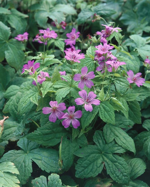 Geranium nodosum, Storchschnabel, violett, ca. 9x9 cm Topf