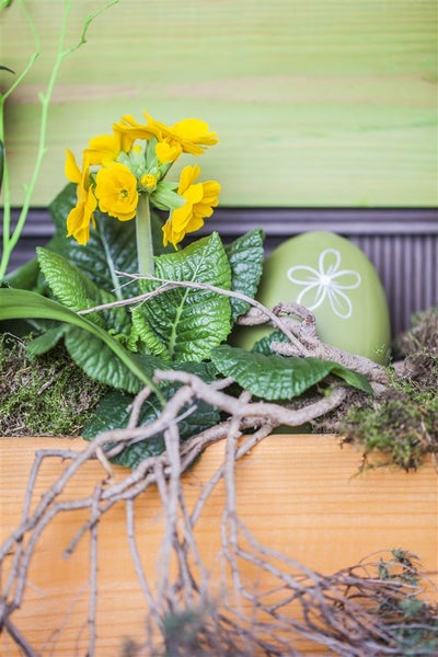 Gelbe Primel mit Osterdekoration im Blumentopf